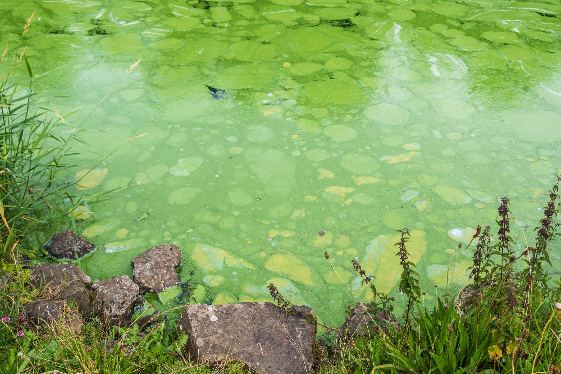 Ecologically damaging Blue Green algae blooms, close up from river bank.