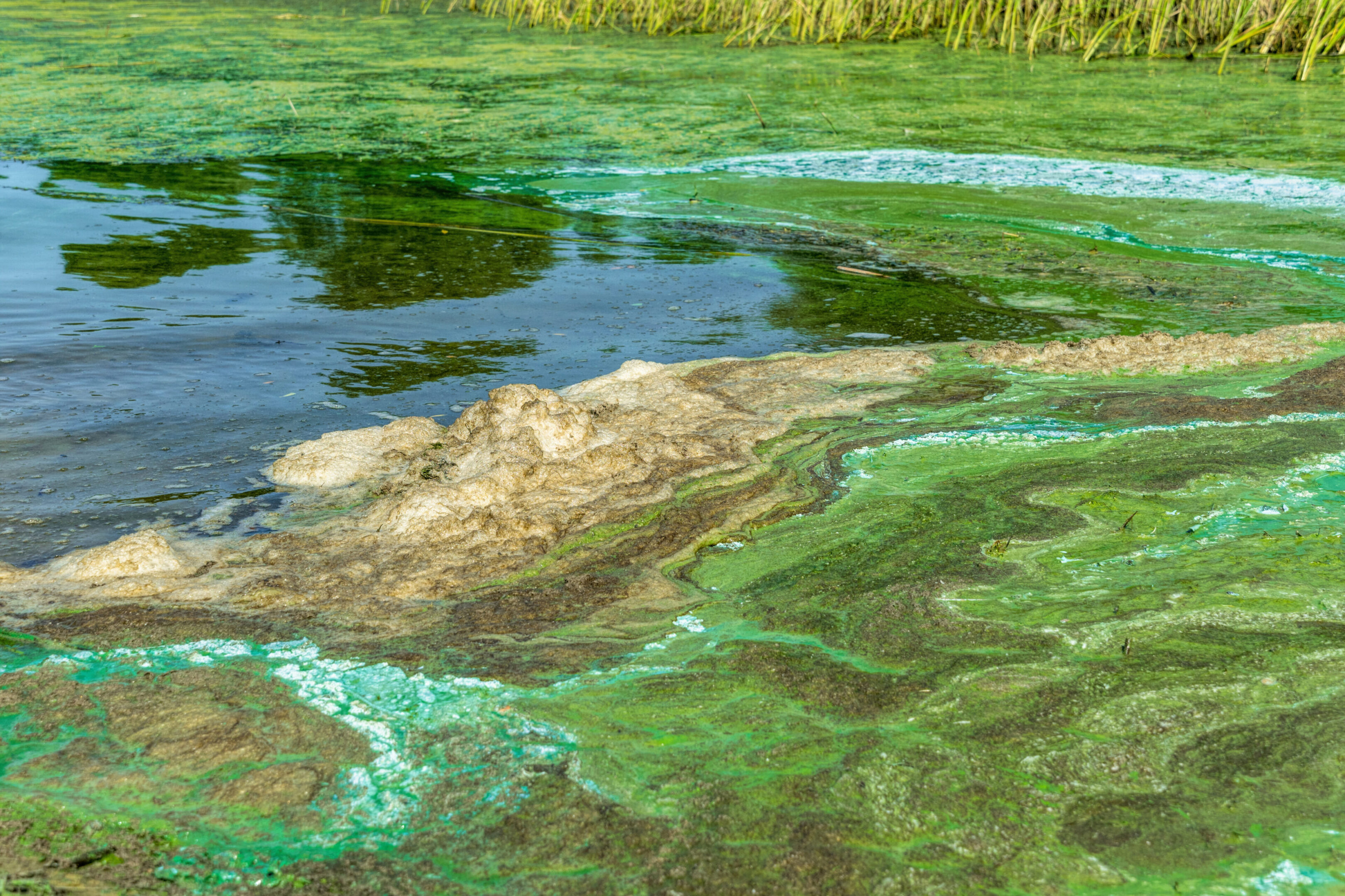 Ecological crisis. Swampy polluted river water