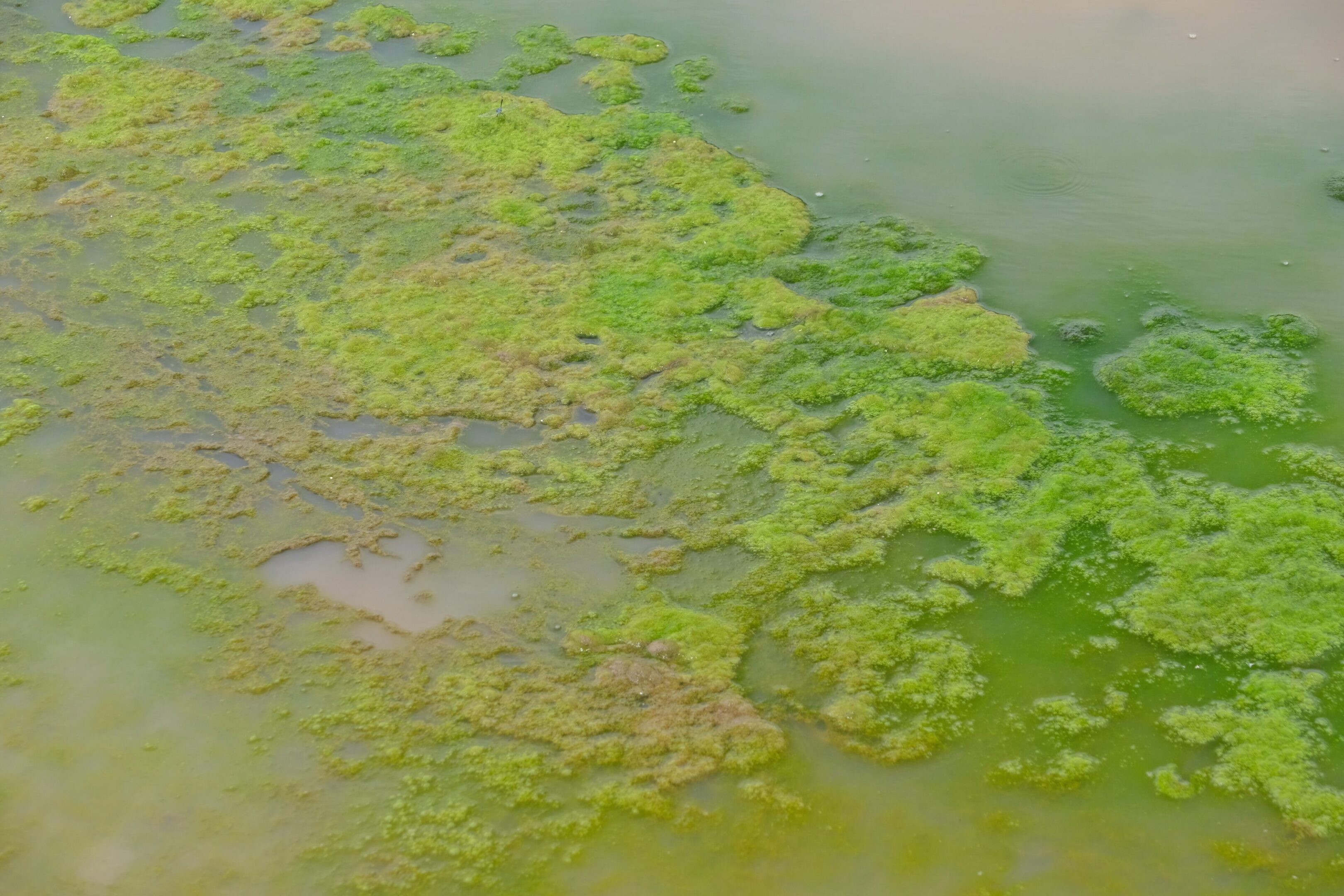 Blue-Green Algae bloom in the water.